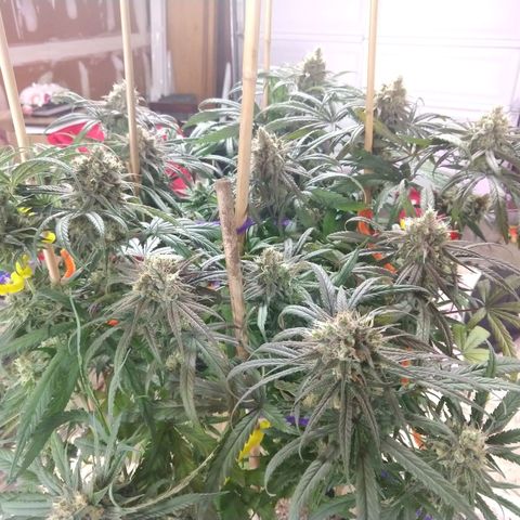 Cannatonic growlog timeline photo