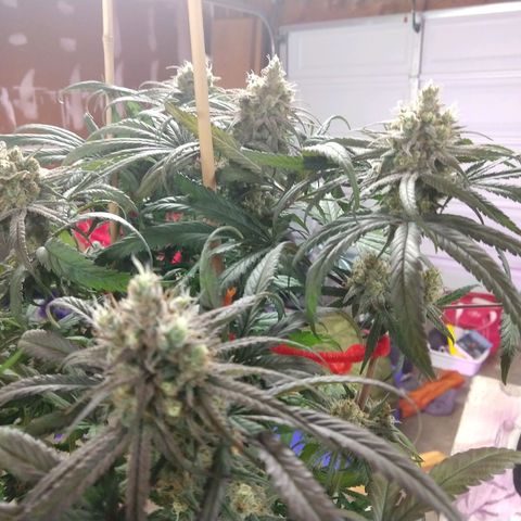 Cannatonic growlog timeline photo