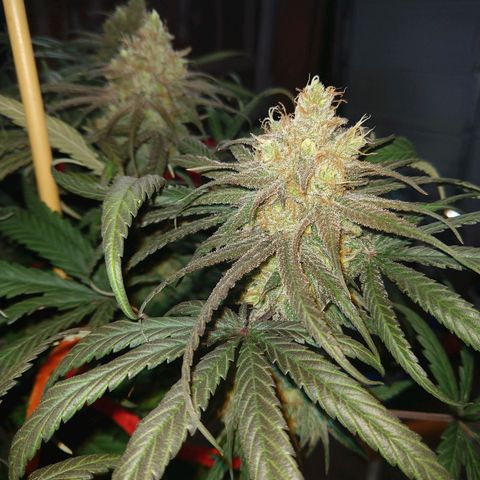 Cannatonic growlog timeline photo