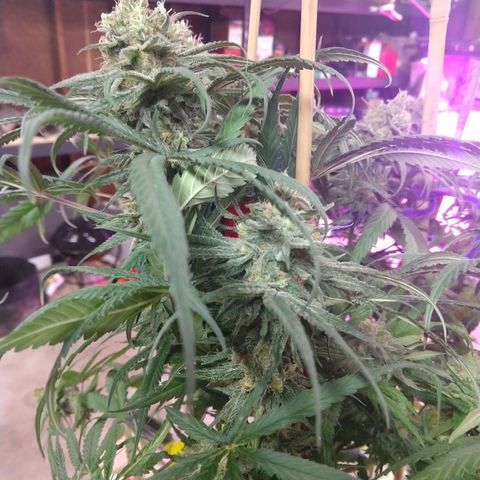 Cannatonic growlog timeline photo