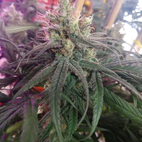 Cannatonic growlog timeline photo