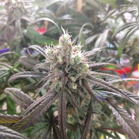 Cannatonic growlog timeline photo
