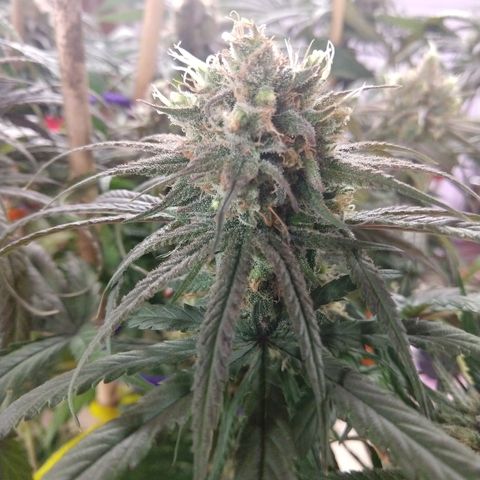 Cannatonic growlog timeline photo