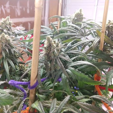 Cannatonic growlog timeline photo