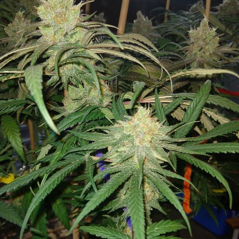 Cannatonic growlog timeline photo