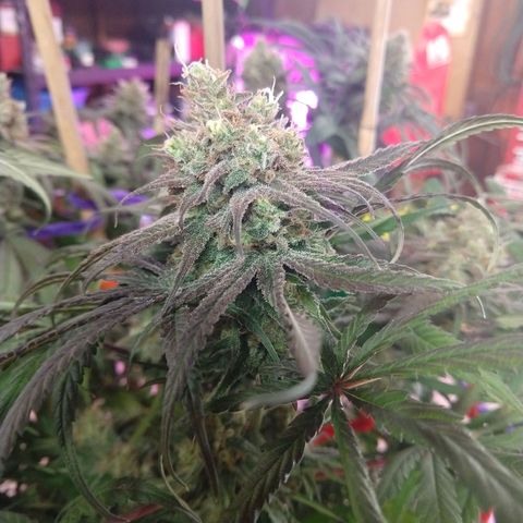 Cannatonic growlog timeline photo