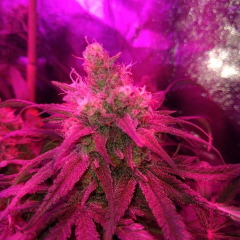 Cannatonic growlog timeline photo