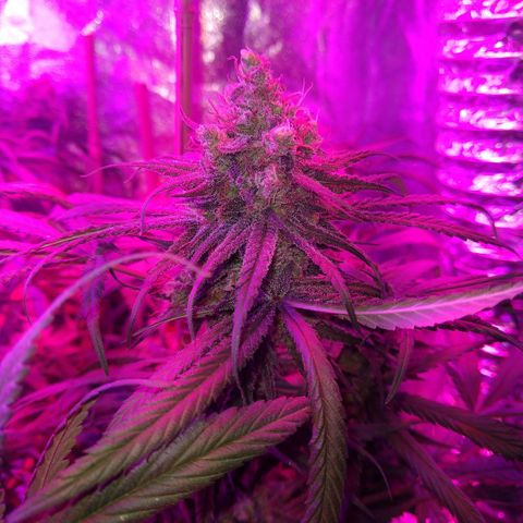 Cannatonic growlog timeline photo