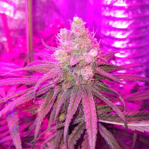 Cannatonic growlog timeline photo