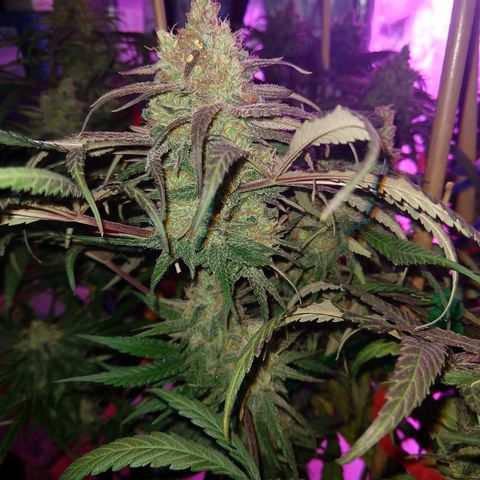 Cannatonic growlog timeline photo