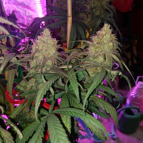 Cannatonic growlog timeline photo