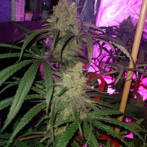 Cannatonic growlog timeline photo