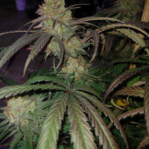 Cannatonic growlog timeline photo