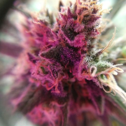 Cannatonic growlog timeline photo