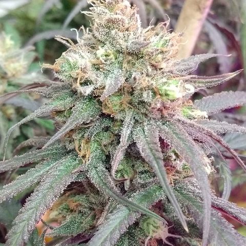 Cannatonic growlog timeline photo