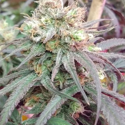Cannatonic growlog timeline photo