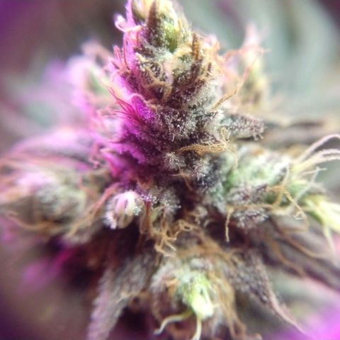 Cannatonic growlog timeline photo