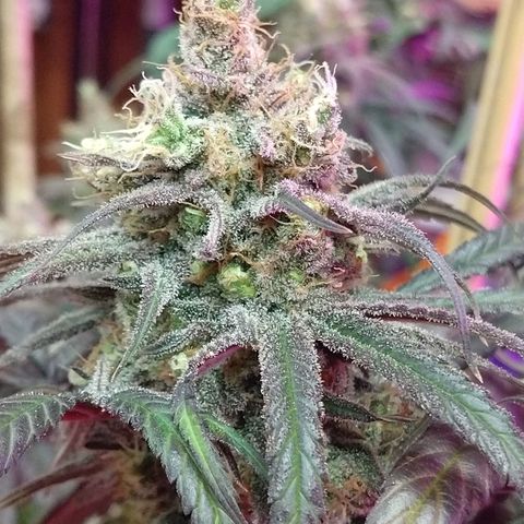 Cannatonic growlog timeline photo