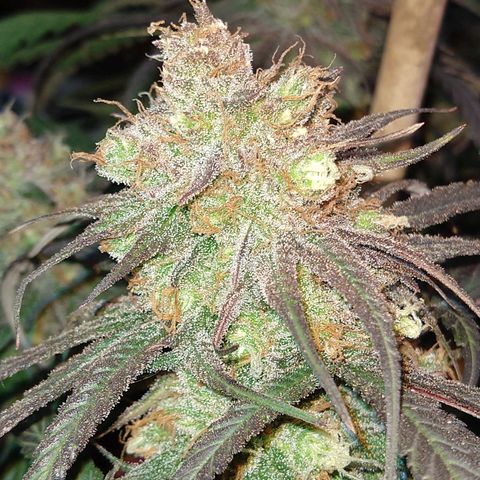 Cannatonic growlog timeline photo