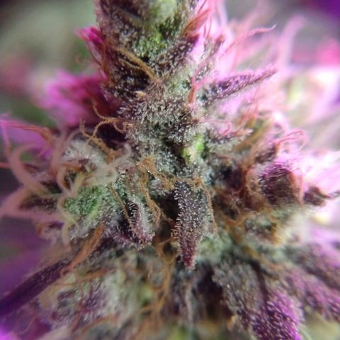 Cannatonic growlog timeline photo