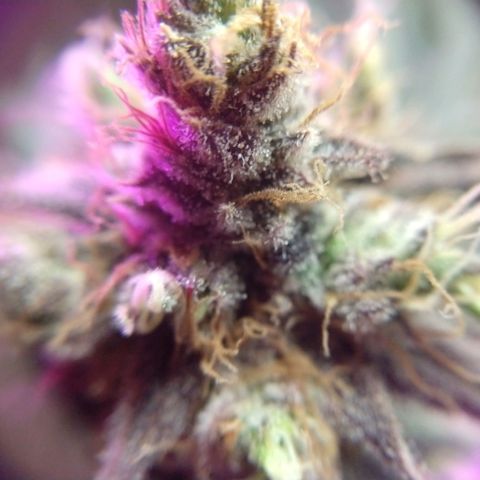 Cannatonic growlog timeline photo