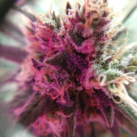 Cannatonic growlog timeline photo