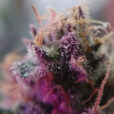Cannatonic growlog timeline photo