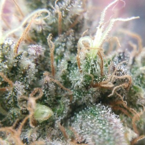 Cannatonic growlog timeline photo