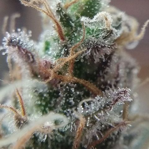 Cannatonic growlog timeline photo
