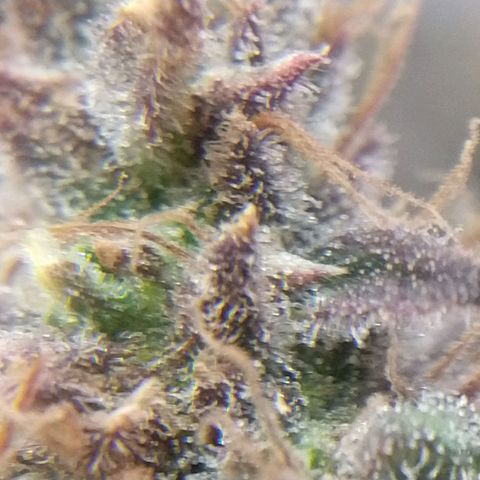 Cannatonic growlog timeline photo