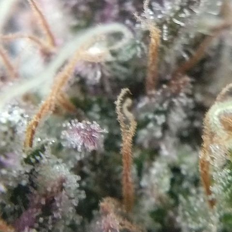 Cannatonic growlog timeline photo