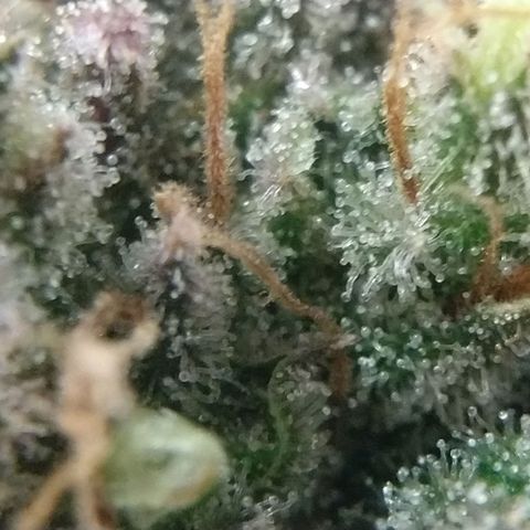 Cannatonic growlog timeline photo