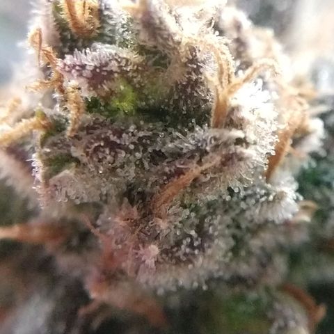 Cannatonic growlog timeline photo