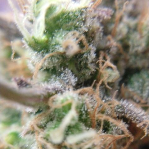 Cannatonic growlog timeline photo