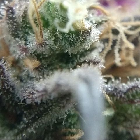 Cannatonic growlog timeline photo
