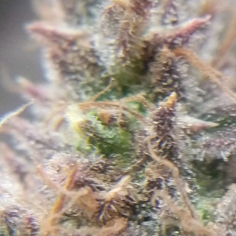 Cannatonic growlog timeline photo
