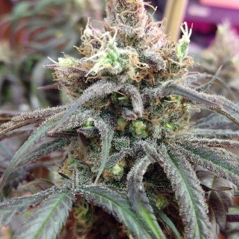 Cannatonic growlog timeline photo