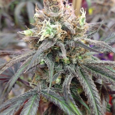 Cannatonic growlog timeline photo