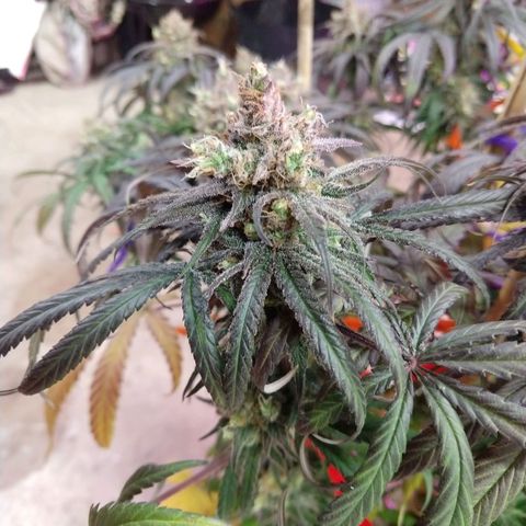 Cannatonic growlog timeline photo