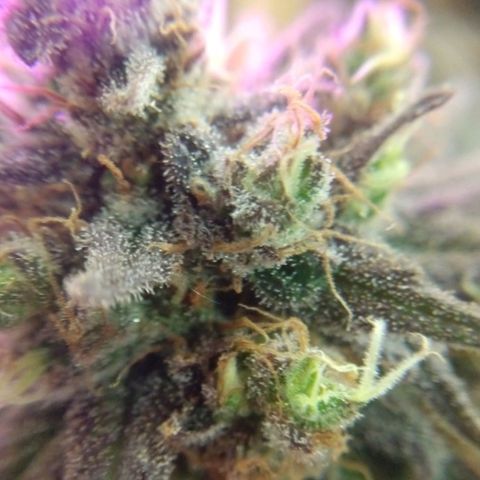 Cannatonic growlog timeline photo