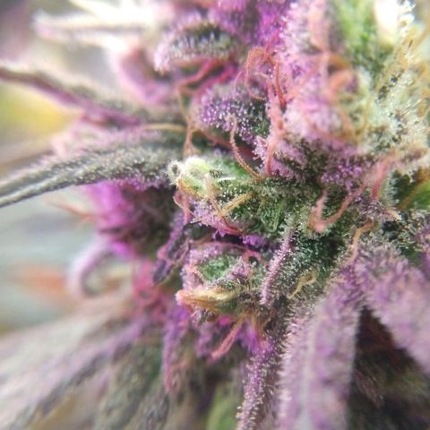 Cannatonic growlog timeline photo