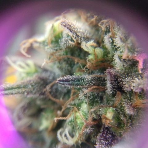 Cannatonic growlog timeline photo