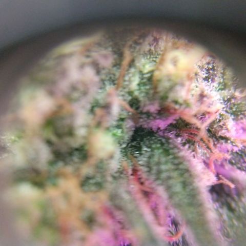 Cannatonic growlog timeline photo