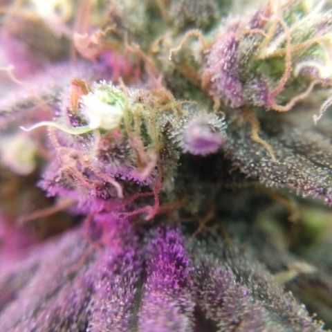Cannatonic growlog timeline photo