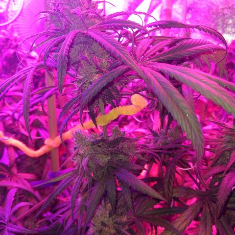Cannatonic growlog timeline photo
