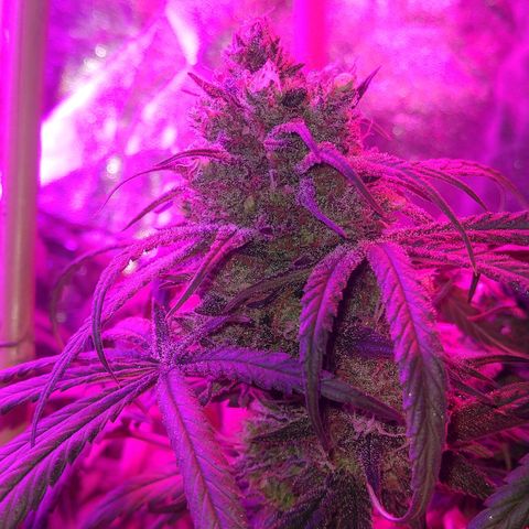 Cannatonic growlog timeline photo