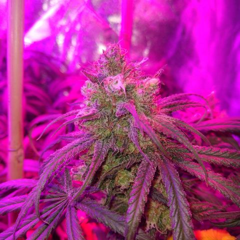 Cannatonic growlog timeline photo