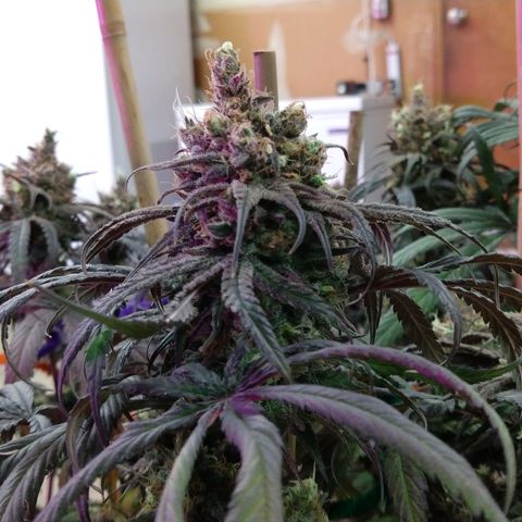 Cannatonic growlog timeline photo