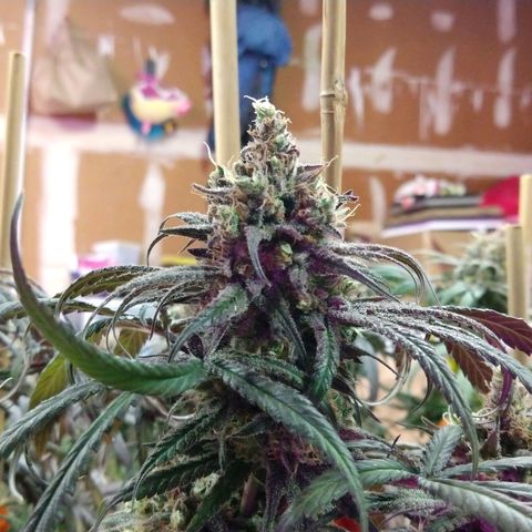 Cannatonic growlog timeline photo