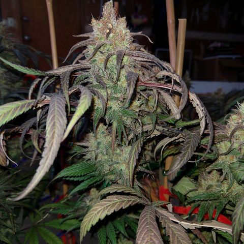 Cannatonic growlog timeline photo
